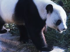 -东莞香市动物园
