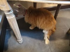 -宠爱国际动物医院·消化内科·心肾内科·ISFM猫友好(望京店)