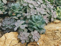 -深圳仙湖植物园