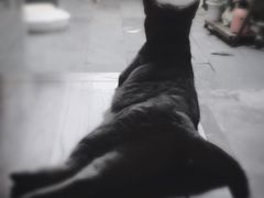 -CoCo都可(十全东店)