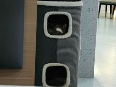 -喵园·猫主题咖啡厅·撸猫·猫咖(国贸店)