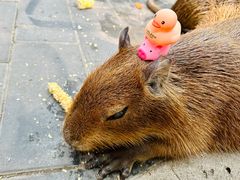 -北京野生动物园