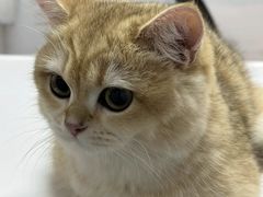 -御宝贝·A梦猫科宠物医院(国际猫友好医院)