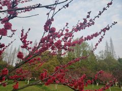 -花溪公园
