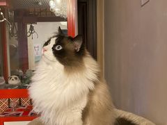 -有猫儿腻咖啡厅.猫咖