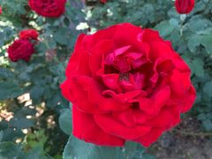 -大兴滨河森林公园