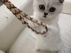 -lincat·猫舍(广州店)