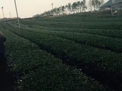 -雪绿茶博物馆
