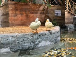 -Zoolung Zoolung动物主题公园(海信广场店)