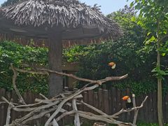 -上海野生动物园