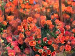 -循礼门鲜花花市(武汉循礼门店)