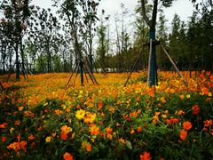 -上海长兴岛郊野公园