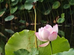 -陈家山荷花公园