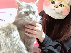 -猫色咖啡·猫咖