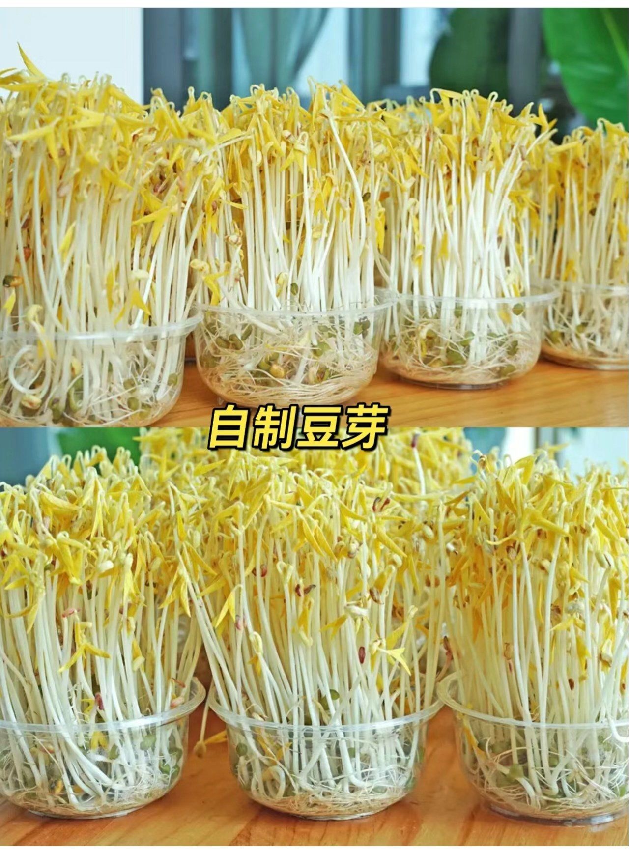 快一点,这个方法只适合夏天以外的季节,主要是针对温度低如何发豆芽的