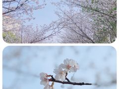 -高东镇樱花园