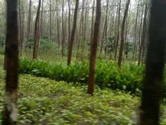 -合肥滨湖国家森林公园