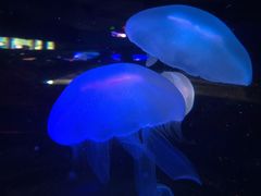 -泉城欧乐堡海洋极地世界
