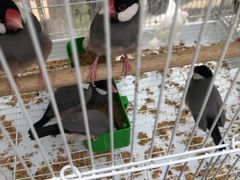 -哈尔滨道外花鸟鱼市场