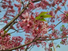 -三圣花乡旅游区