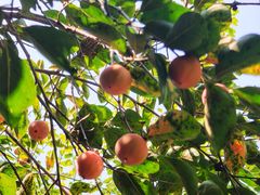 -济南国际园博园