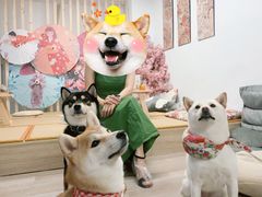 -柴迷FANS CLUB·柴犬狗咖·猫咖