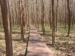 -合肥滨湖国家森林公园