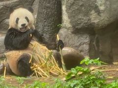 -中国大熊猫保护研究中心雅安碧峰峡基地