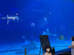 -烟台海昌鲸鲨海洋公园