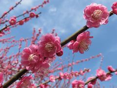 -花开海上生态园