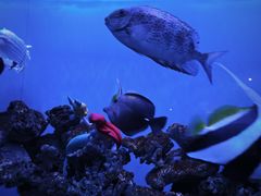 -太平洋海底世界