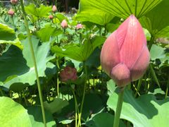 -龚家花园农家乐休闲别墅