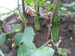 地里的新鲜黄瓜-云丽燕农家乐