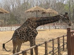 -北京野生动物园