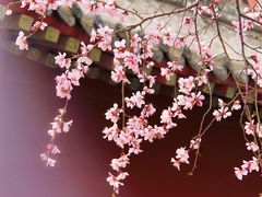 -桃花堤公园