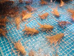 -驻海渔市(置信店)