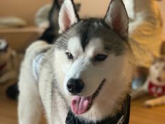 -Husky Go! 哈士奇体验馆·宠物咖啡厅狗咖