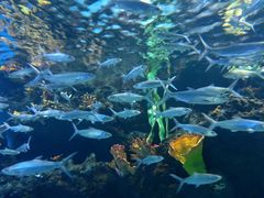 -华夏文旅海洋公园