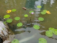 -古琴台