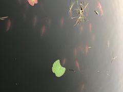 -昆山城市生态森林公园