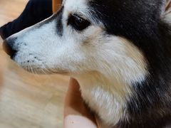 -Husky Go! 哈士奇体验馆·宠物咖啡厅狗咖