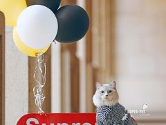 -超宠爱宠物摄影-Super pet