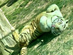 -北京野生动物园