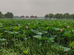 -长春市南湖公园