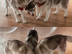 -Husky Go! 哈士奇体验馆·宠物咖啡厅狗咖