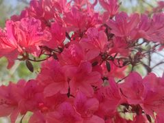 -南汇桃花村
