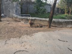 -清迈夜间动物园