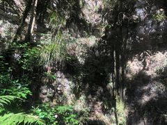 -怀托摩萤火虫洞