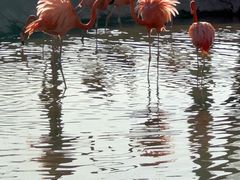 -鄂尔多斯野生动物园