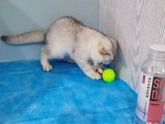 -纳吉亚猫专科动物医院·北北分院